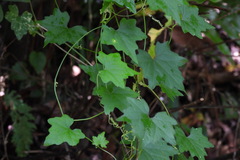 Cucumis maderaspatanus