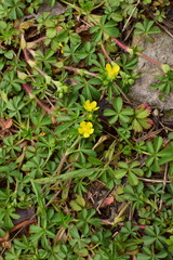 Potentilla kleiniana