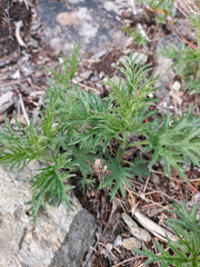 Urtica cannabina