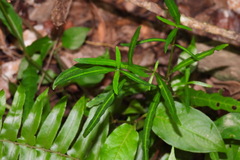 Lepidagathis stenophylla