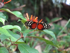 Heliconius hecale zuleika