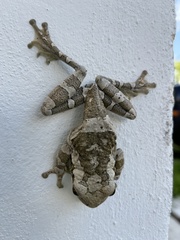 Trachycephalus vermiculatus