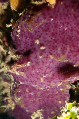 Eudistoma