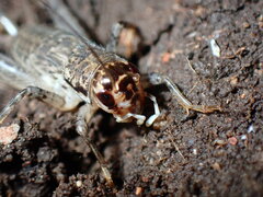 Velarifictorus micado