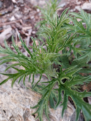 Urtica cannabina