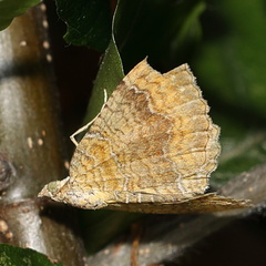 Camptogramma bilineata