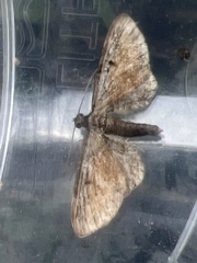 Eupithecia icterata