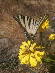 Iphiclides feisthamelii