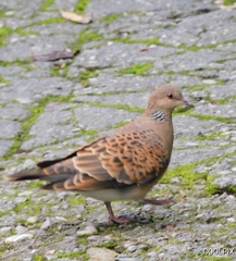 Streptopelia orientalis