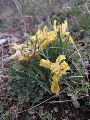 Iris humilis