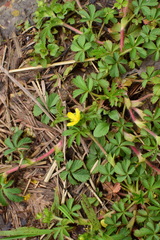 Potentilla kleiniana