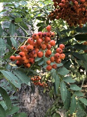 Sorbus