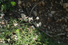 Asperula tenella