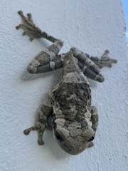 Trachycephalus vermiculatus