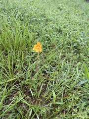 Zephyranthes tubispatha