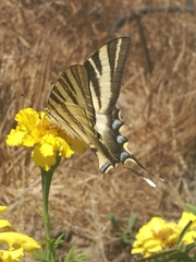 Iphiclides feisthamelii
