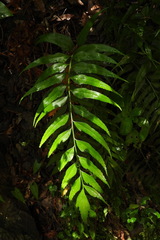 Asplenium falcatum