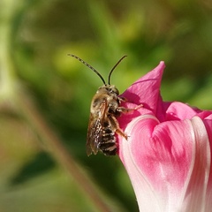 Melissodes comptoides