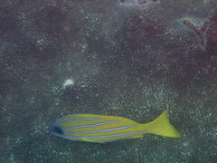 Lutjanus kasmira