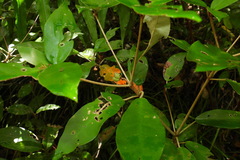 Croton cascarilloides