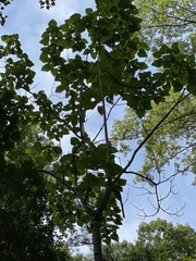 Tilia americana