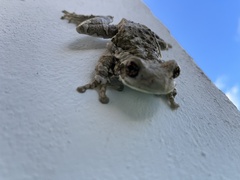 Trachycephalus vermiculatus