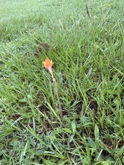 Zephyranthes tubispatha