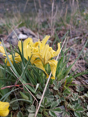 Iris humilis