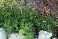 Lepidium ruderale