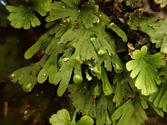 Crepidomanes minutum