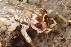 Velarifictorus micado