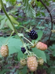Rubus allegheniensis