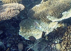 Acanthurus nigricans