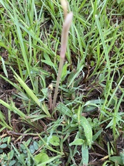 Zephyranthes tubispatha