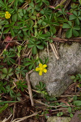 Potentilla kleiniana