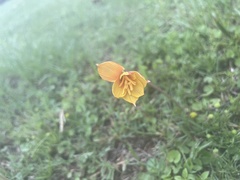 Zephyranthes tubispatha