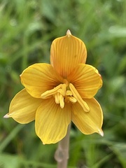 Zephyranthes tubispatha