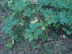 Peucedanum ostruthium