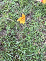 Zephyranthes tubispatha