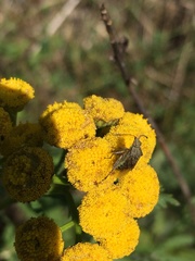 Stictopleurus punctatonervosus