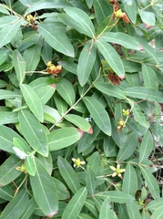Hypericum monogynum