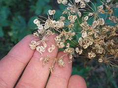 Peucedanum ostruthium