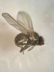 Agromyzidae