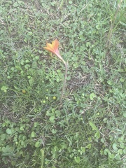 Zephyranthes tubispatha