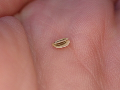 Peucedanum ostruthium