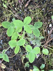 Trifolium