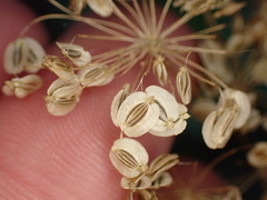 Peucedanum ostruthium
