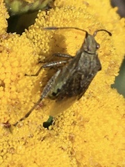 Stictopleurus punctatonervosus