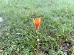 Zephyranthes tubispatha