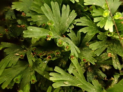 Crepidomanes minutum